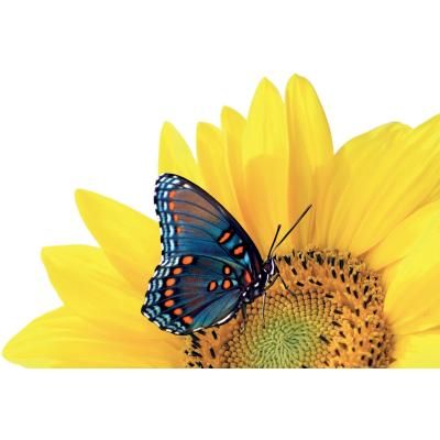 Logo der Firma Blumen Siebrecht aus Kassel