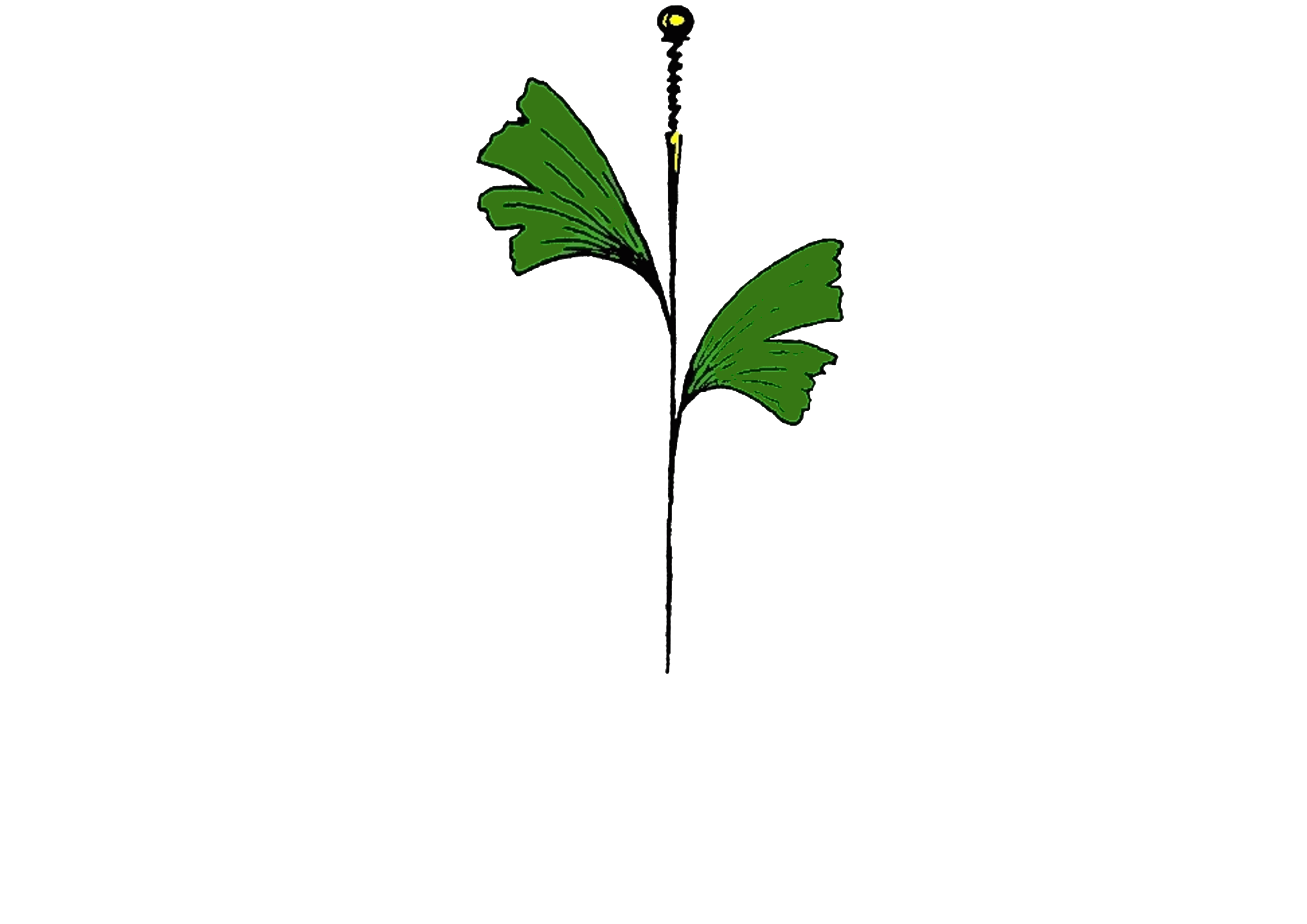 Logo der Firma Naturheilpraxis Dr. Sojka-Jung aus Dresden