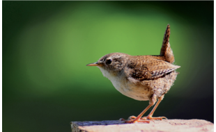 Logo der Firma Zaunbau Guckel aus Würzburg
