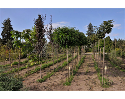 Garten U Landschaftsbau Luster Top Gartenbauer In Bamberg