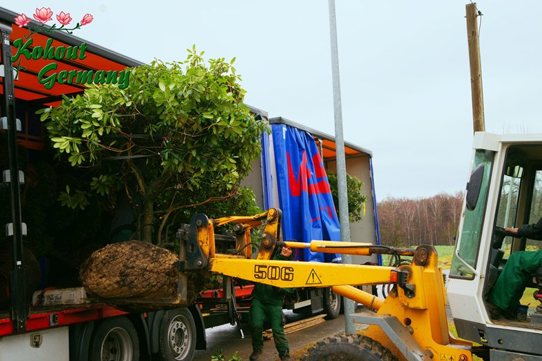 Beispielarbeit von Kohout´s Garten- und Landschaftsbau GmbH - veröffentlicht auf Gartenbau.org