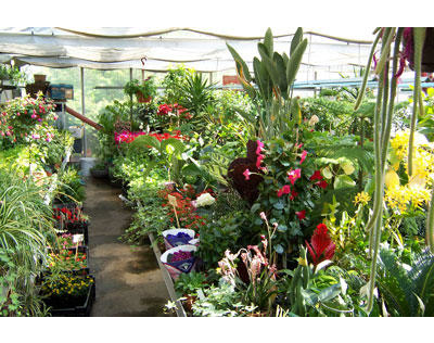 Beispielarbeit von Gärtnerei Blumenbinderei Götz Elisabeth - veröffentlicht auf Gartenbau.org